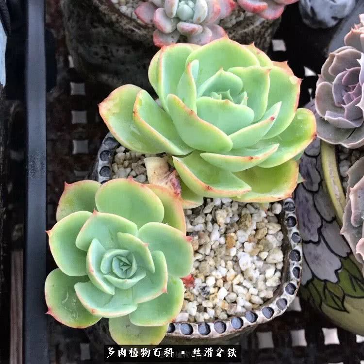 总结一下养多肉的夏天,好养活的多肉冬天和夏天