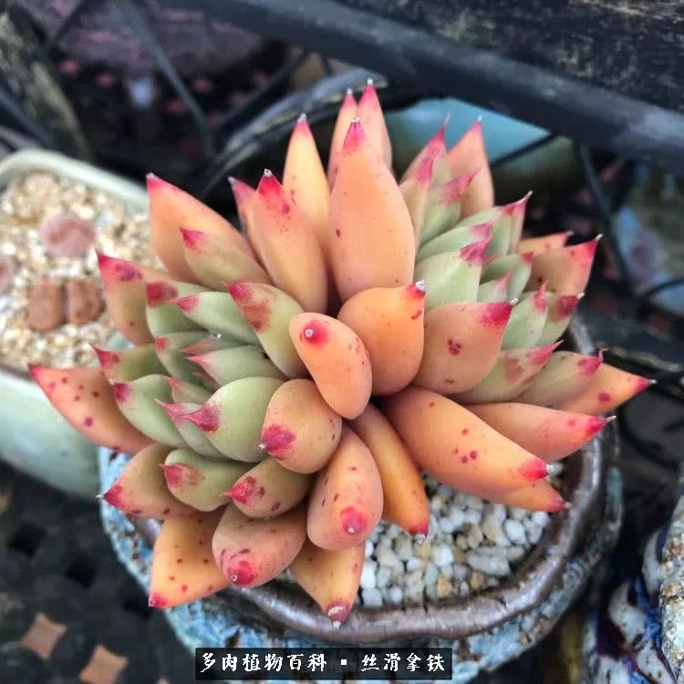 总结一下养多肉的夏天,好养活的多肉冬天和夏天