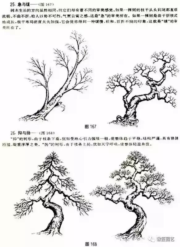 树木盆景蟠扎造型方法,树桩盆景的树木造型制作顺序