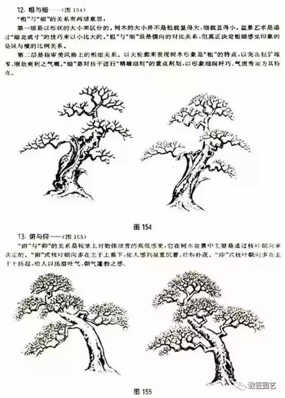 树木盆景蟠扎造型方法,树桩盆景的树木造型制作顺序