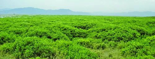 厦门红树林保护区,龙池红树林公园