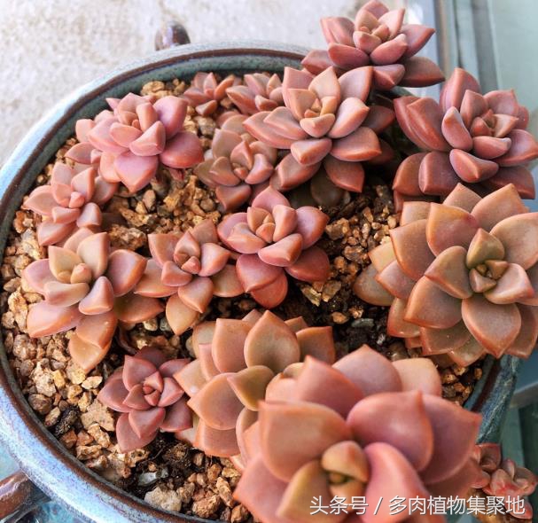 多肉叶片起泡了怎么办,多肉叶片一直出现水泡