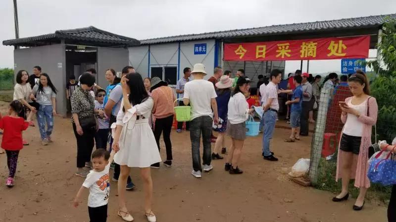 清甜爽脆的台湾甜桃已开采摘啦！30元任摘任吃！速度约起来！
