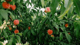 清甜爽脆的台湾甜桃已开采摘啦！30元任摘任吃！速度约起来！