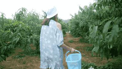 清甜爽脆的台湾甜桃已开采摘啦！30元任摘任吃！速度约起来！