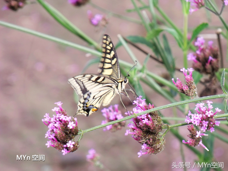 北京京郊游好去处,北京薰衣草庄园风景