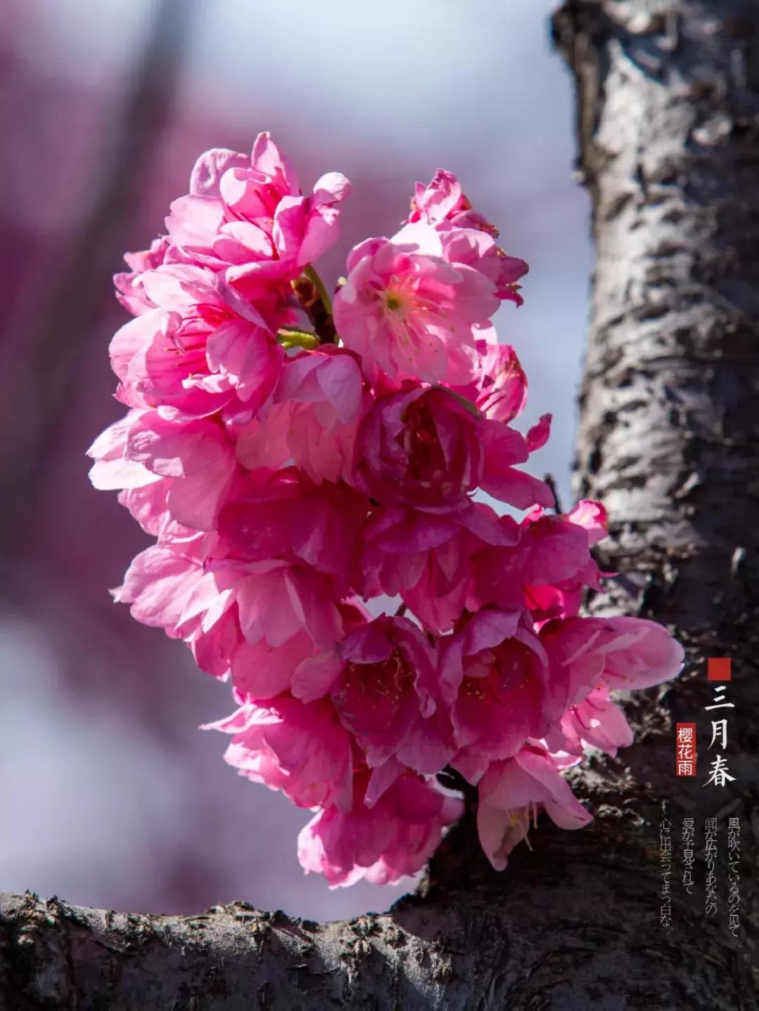 大理每个季节都很美,在大理每天都是那么的美好