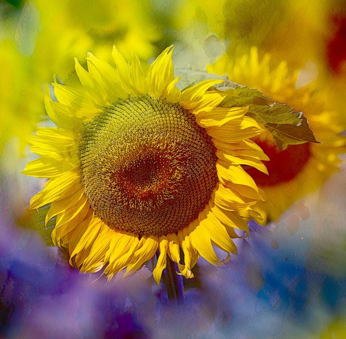 大理每个季节都很美,在大理每天都是那么的美好