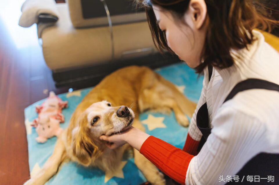 失去了心爱的小动物是种怎样的痛？应该如何走出来？