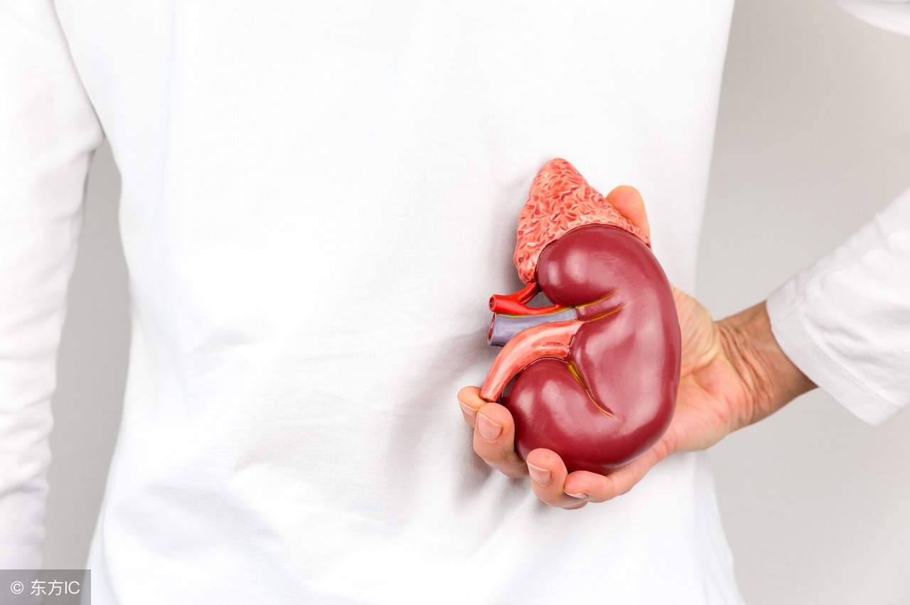 蛋仔粉功效和作用,高蛋粉的作用与功效