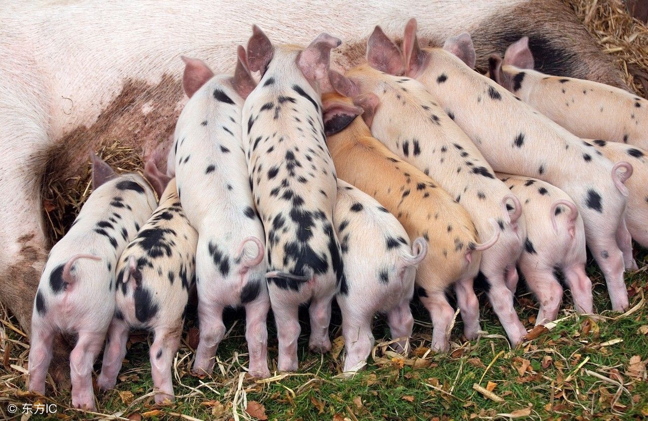 母猪发烧以后流产有的产死胎,母猪产完仔体温40度正常吗