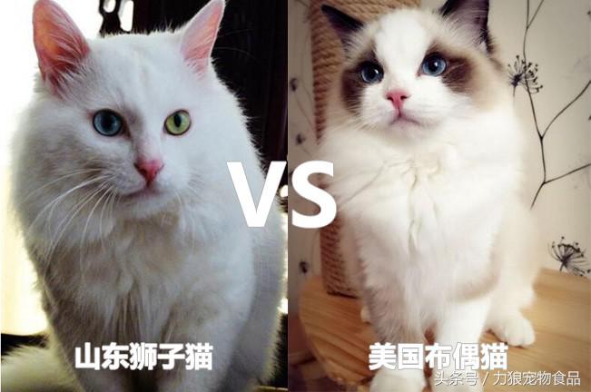 颜值爆表的8种中华田园猫,中华田园猫真的不比外国土猫好吗
