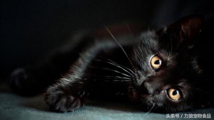 颜值爆表的8种中华田园猫,中华田园猫真的不比外国土猫好吗