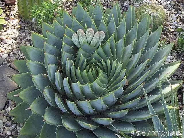 看看这些售价万元的多肉你认识几个