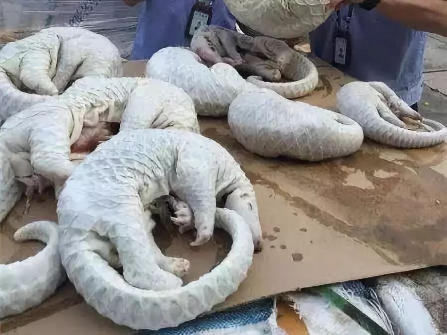 代购圈黑幕,代购十大骗局揭秘图