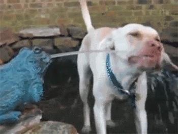 狗粮给猫吃会怎样,猫狗消化不良症状及治疗