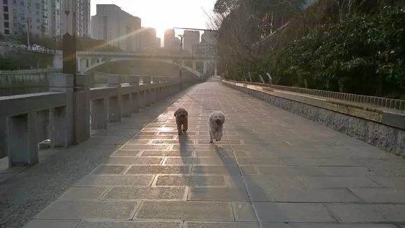 泰迪生完孩子情况,泰迪妈妈生崽