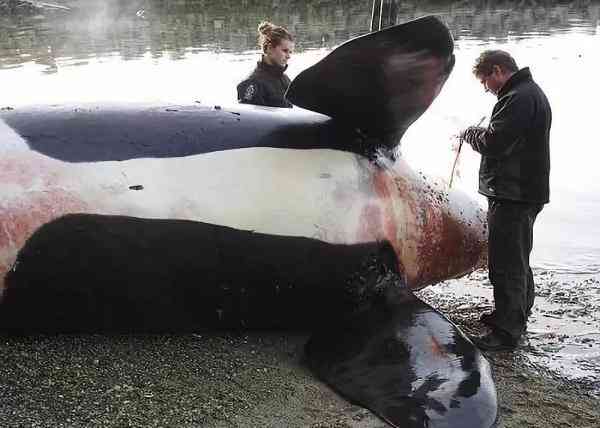 朋友圈里卖低价服装的真相,朋友圈代购低价套路