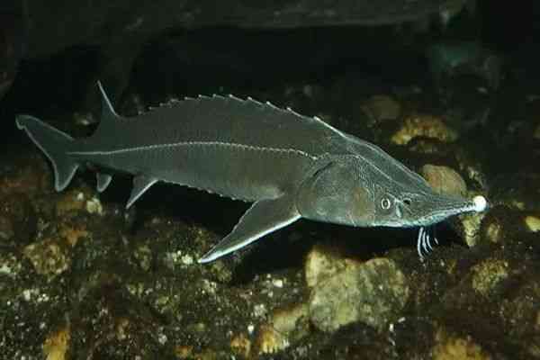 代购圈黑幕,代购究竟有多暴利