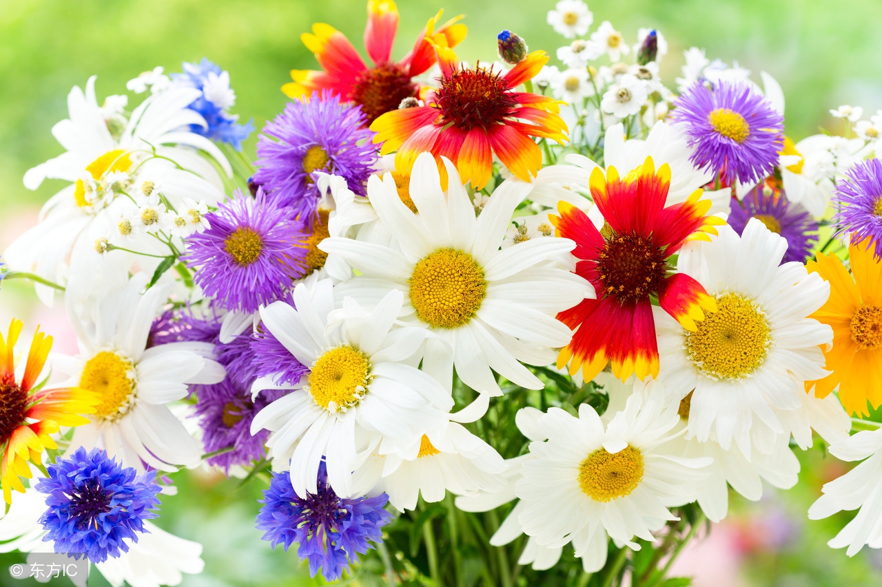 描写菊花的好词好句好段,形容菊花千姿百态的好句