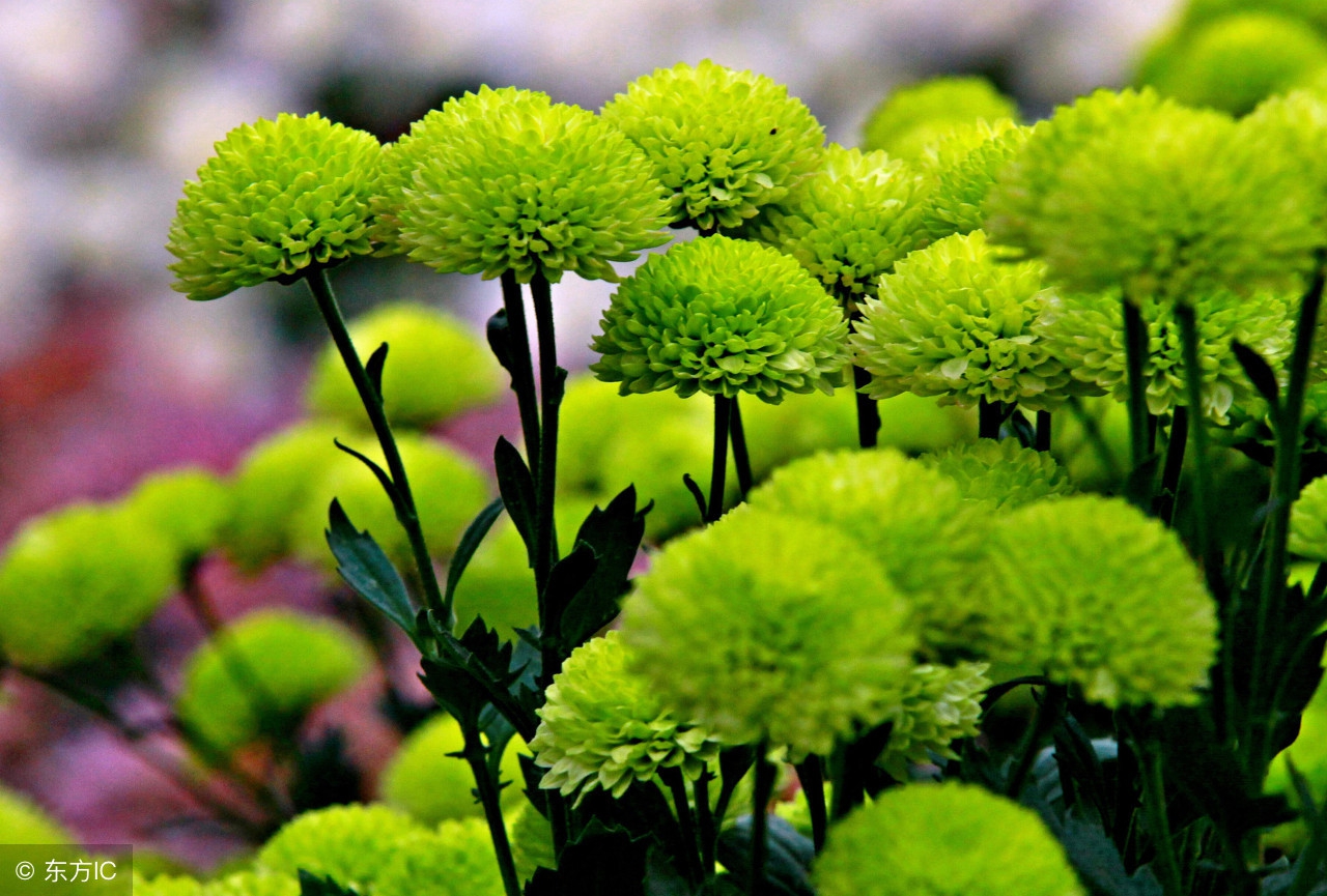 描写菊花的好词好句好段,形容菊花千姿百态的好句