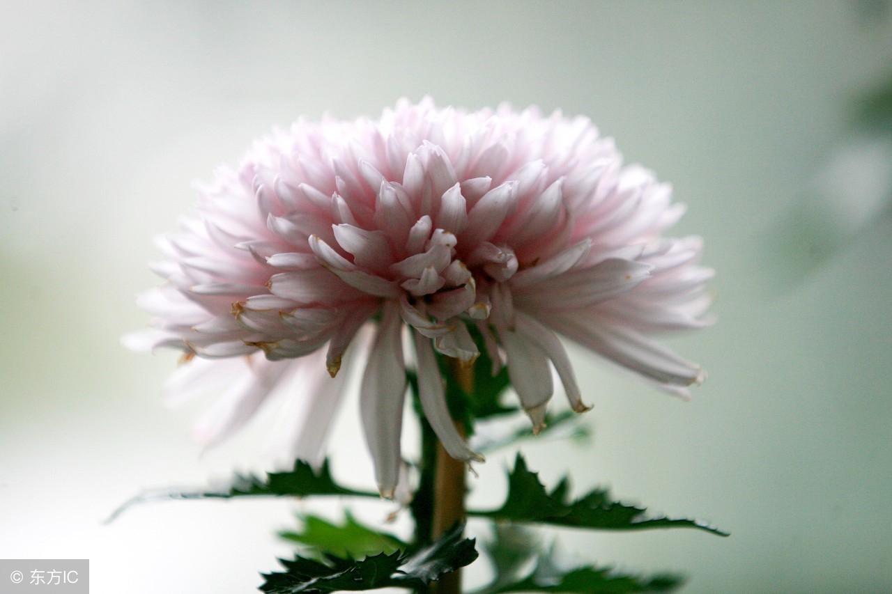 描写菊花的好词好句好段,形容菊花千姿百态的好句