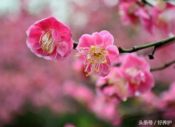 庭院种上这9大香花,花香四溢!