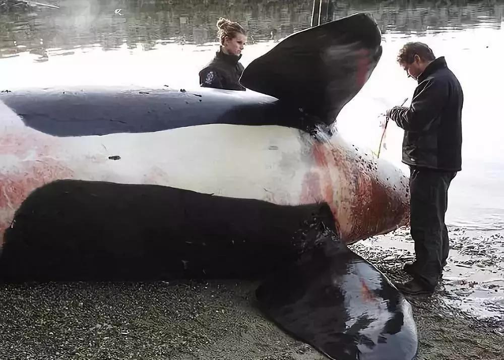 真正的代购骗局,代购究竟有多暴利