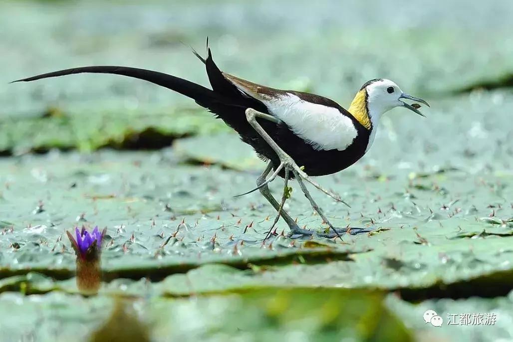 颜值很高,快看!“凤凰”飞回江都花鱼塘啦……周末约拍!