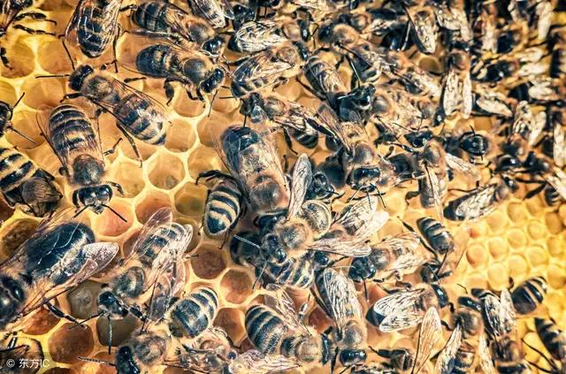 巢门口有蜂蛹是怎么回事,巢门口有雄蜂飞怎么回事