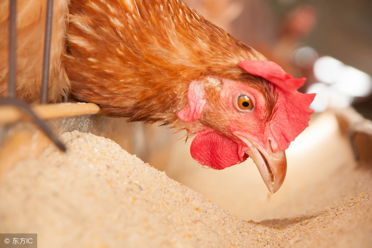 如何让蛋鸡在炎炎夏日，还能保持良好的产蛋性能？