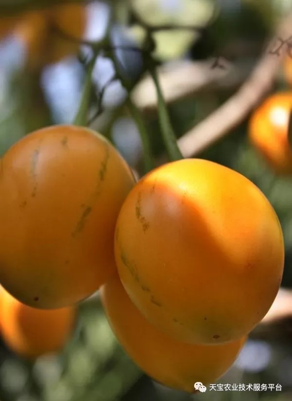 苹果树误喷了除草剂如何抢救,果园用过草甘膦有挽救办法吗