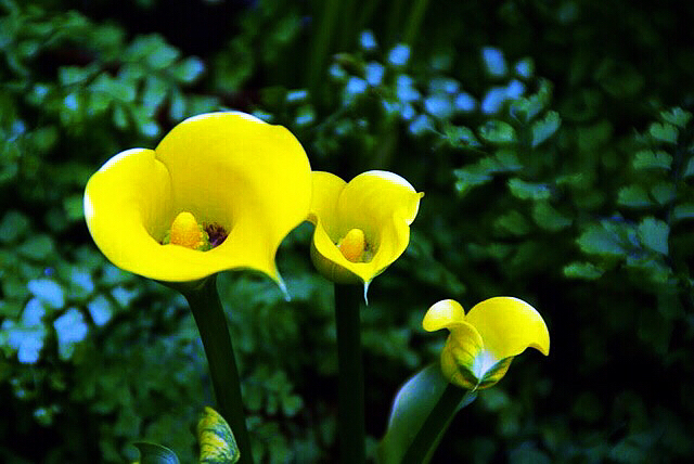 马蹄莲黄色和橙色哪个好看,马蹄莲的花语及养护方法