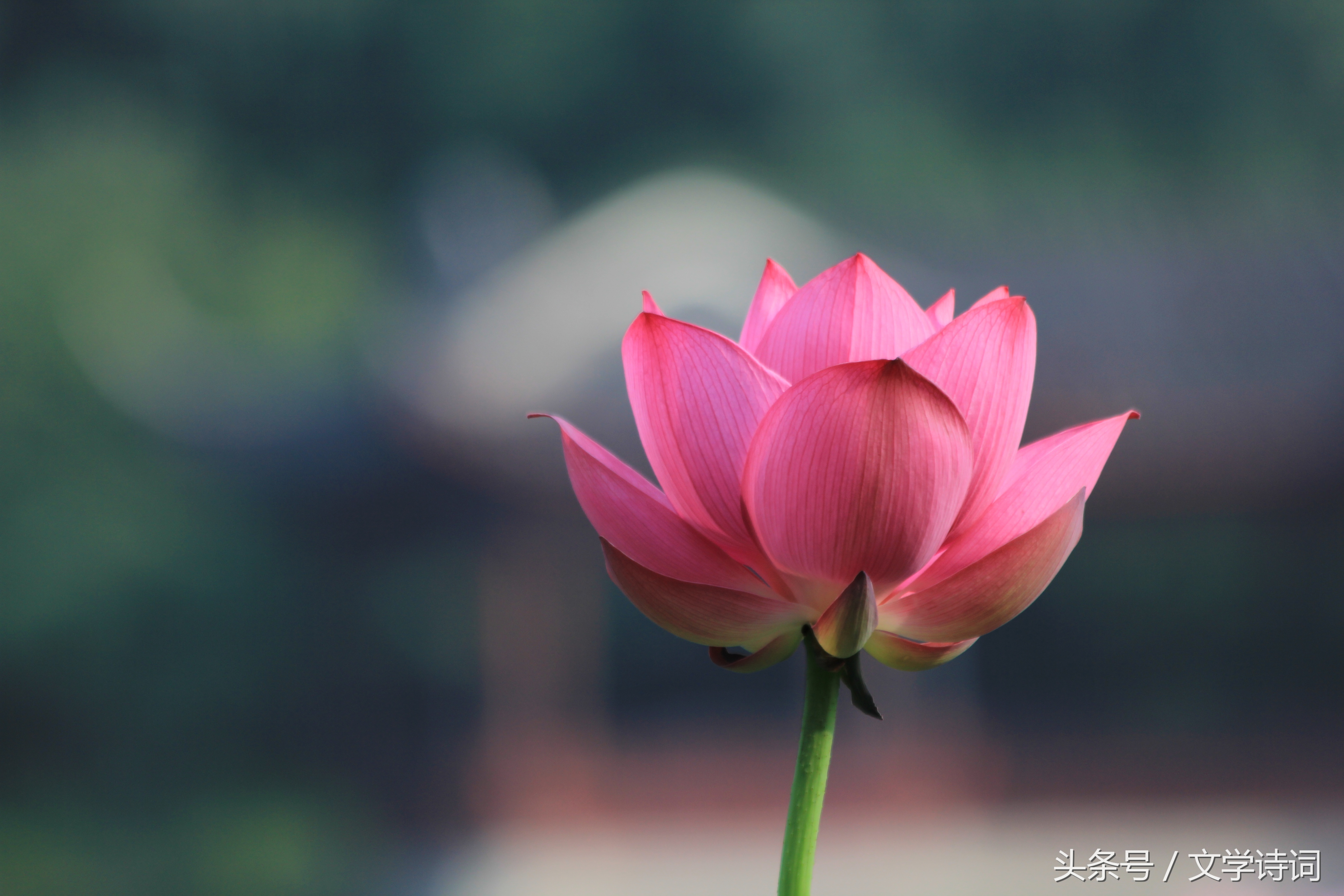 荷花莲花的唯美诗句,十首莲花诗词醉美这个夏天