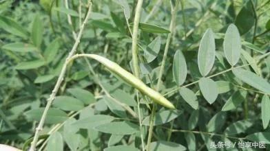 一味中药外用治皮肤瘙痒,治疗皮肤瘙痒的古方有哪些