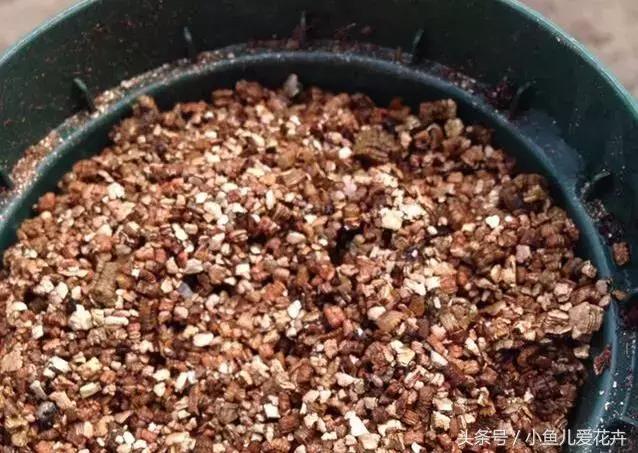 刚买回来鲜花插花步骤,花怎么插花容易生根