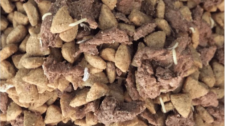 狗粮猫吃了会怎么样,猫狗粮生虫