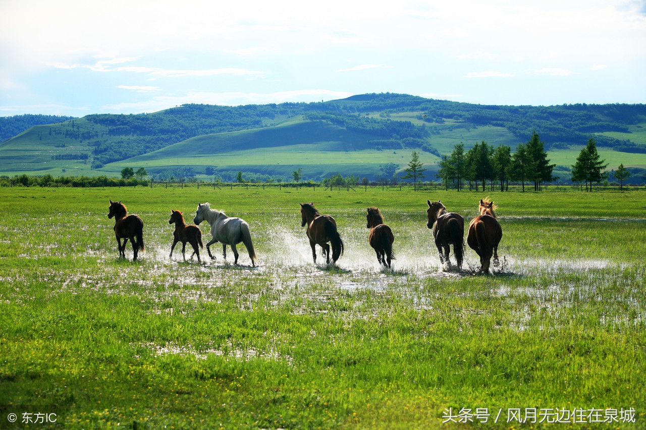 蒙古马和套马图片,蒙古套马绳子教学