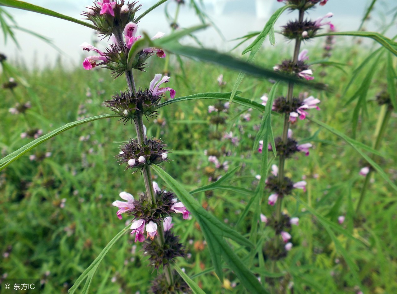 益母草的功效与作用来月经可以喝,益母草的功效及禁忌