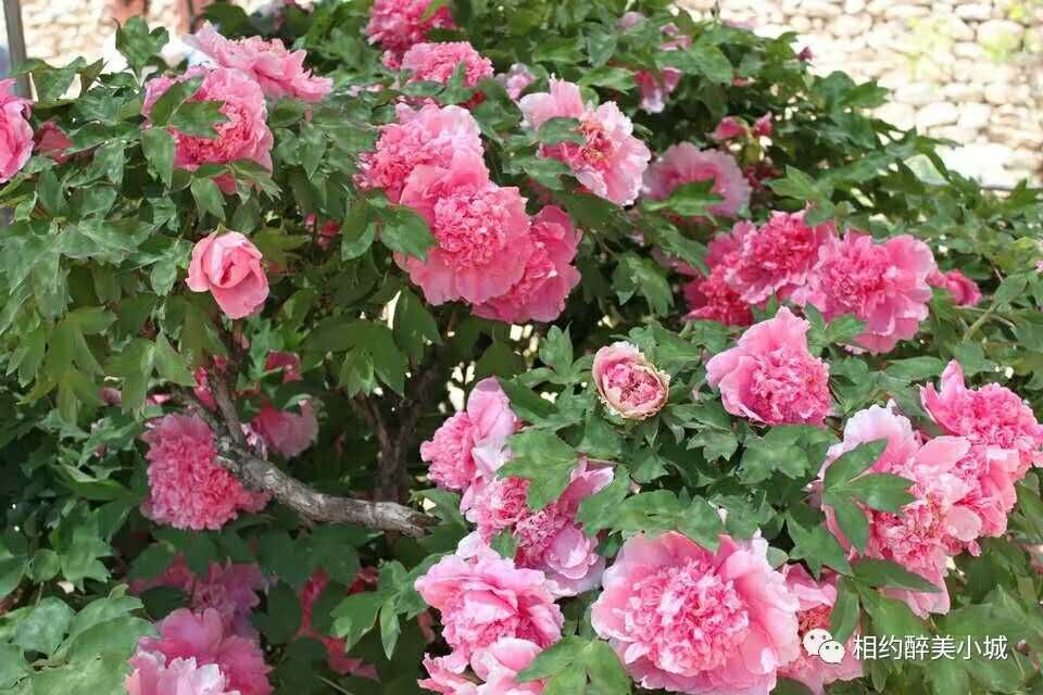 宁城县小城子镇新闻,宁城县小城子镇杀人案