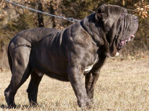 比特犬厉害还是鬼獒厉害,野猪王和比特犬谁更强