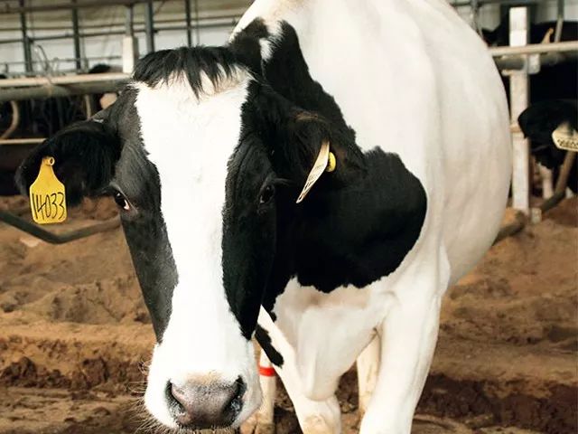 牧场放心奶拼团,牧场牛奶拼团