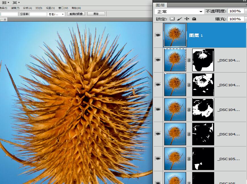微距摄影后期合成,微距照片景深合成