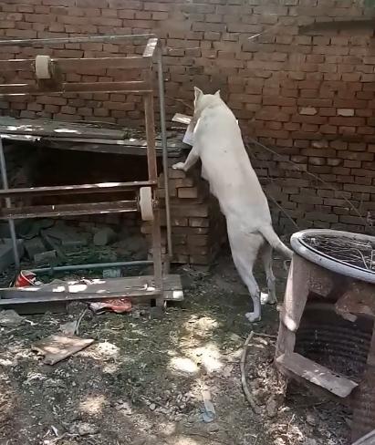 狗妈不愿崽被抱养匆忙叼走藏匿,狗妈不舍孩子