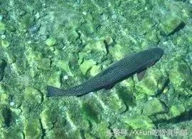 真假三文鱼,真假三文鱼完整版