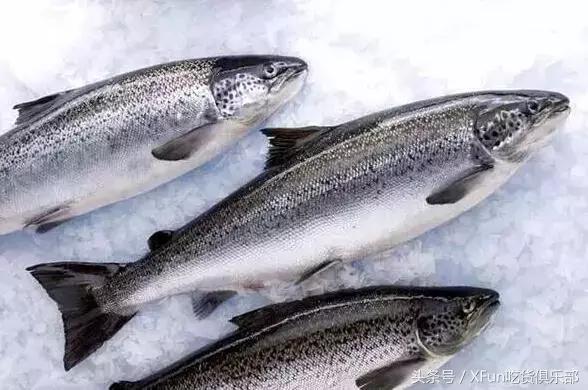 真假三文鱼颜色,真假三文鱼肉质口感有什么区别