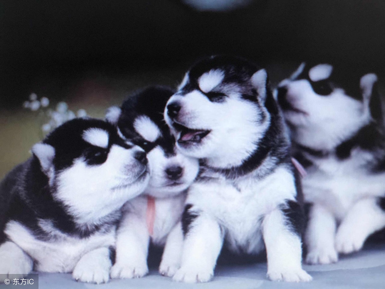 夏天小狗蔫巴咋回事啊,夏天小狗臭怎么办