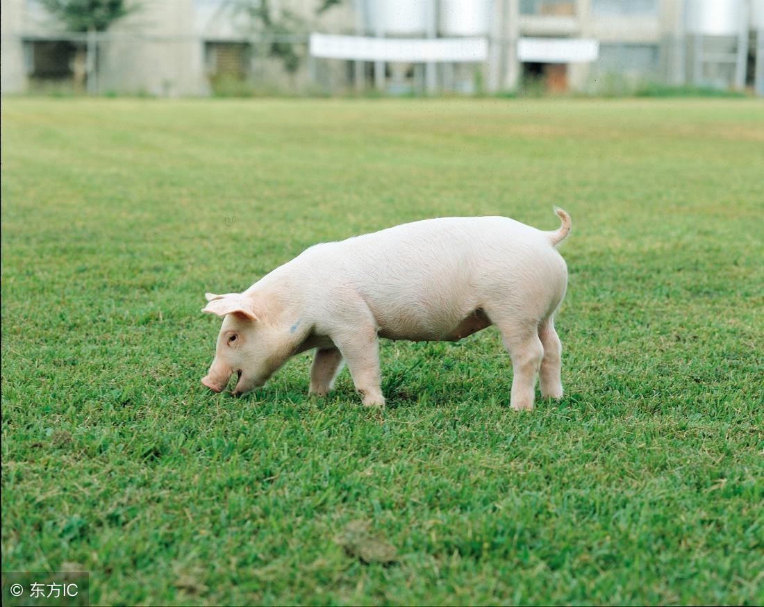 原来母猪无乳可以这样治！多年养猪人三招教你搞定母猪无乳综合征