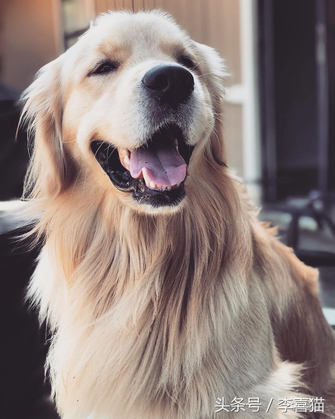 金毛幼犬是不是都很调皮,金毛狗狗太有灵气了