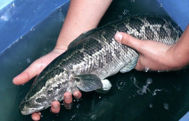 美国人称“鱼斯拉”，中国确实人们口中的美味，中药中的滋补品！